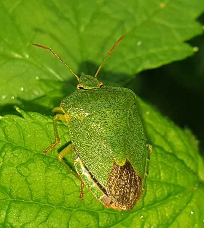 Palomena prasina (Linnaeus, 1761)
