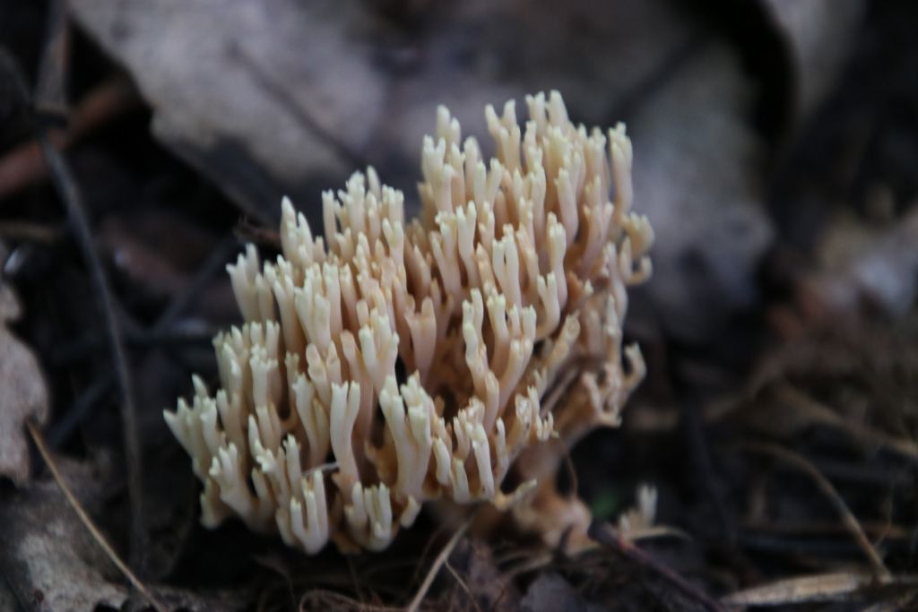Ramaria
