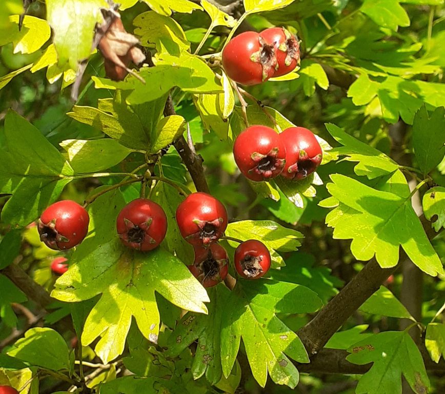 Crataegus monogyna Jacq.