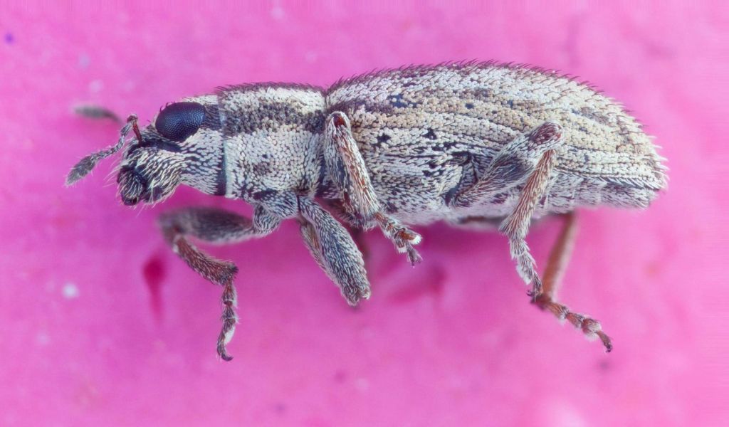Sitona concavirostris Hochhuth, 1851