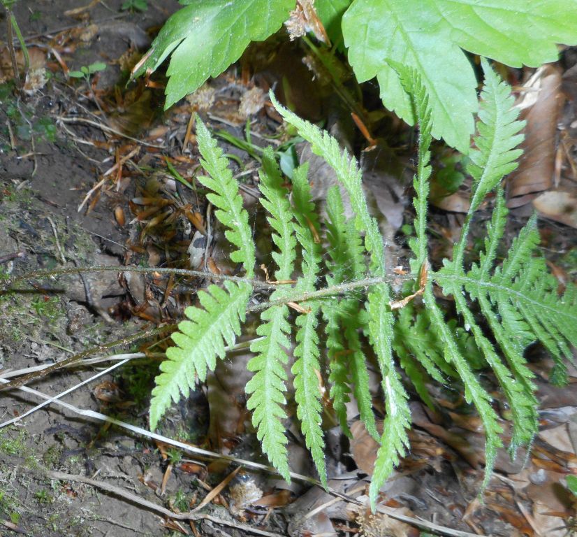 Phegopteris connectilis (Michx.) Watt