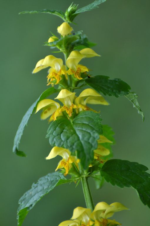 Lamium galeobdolon (L.) L.