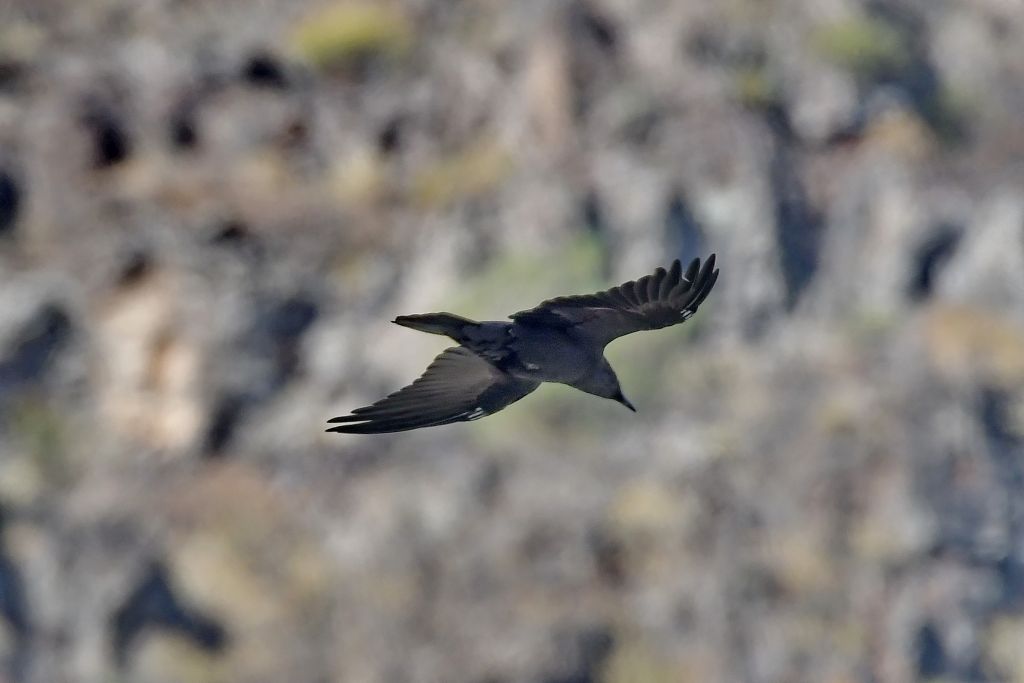 Corvus corax Linnaeus, 1758