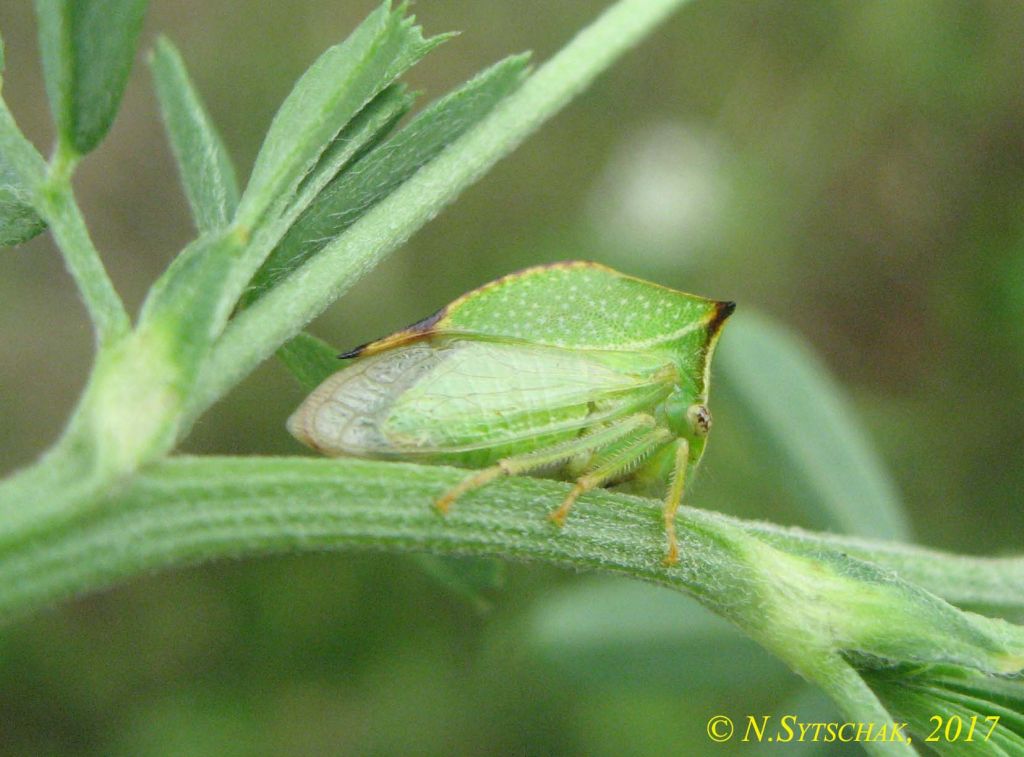 Stictocephala bisonia Kopp & Yonke, 1977