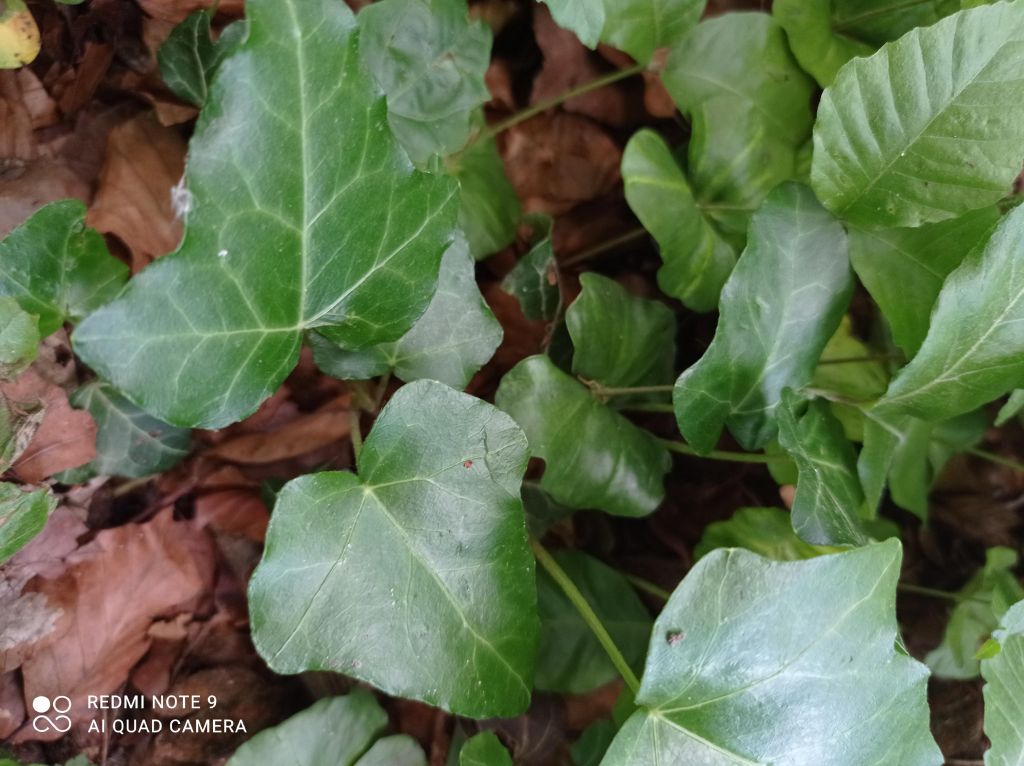 Hedera helix L.