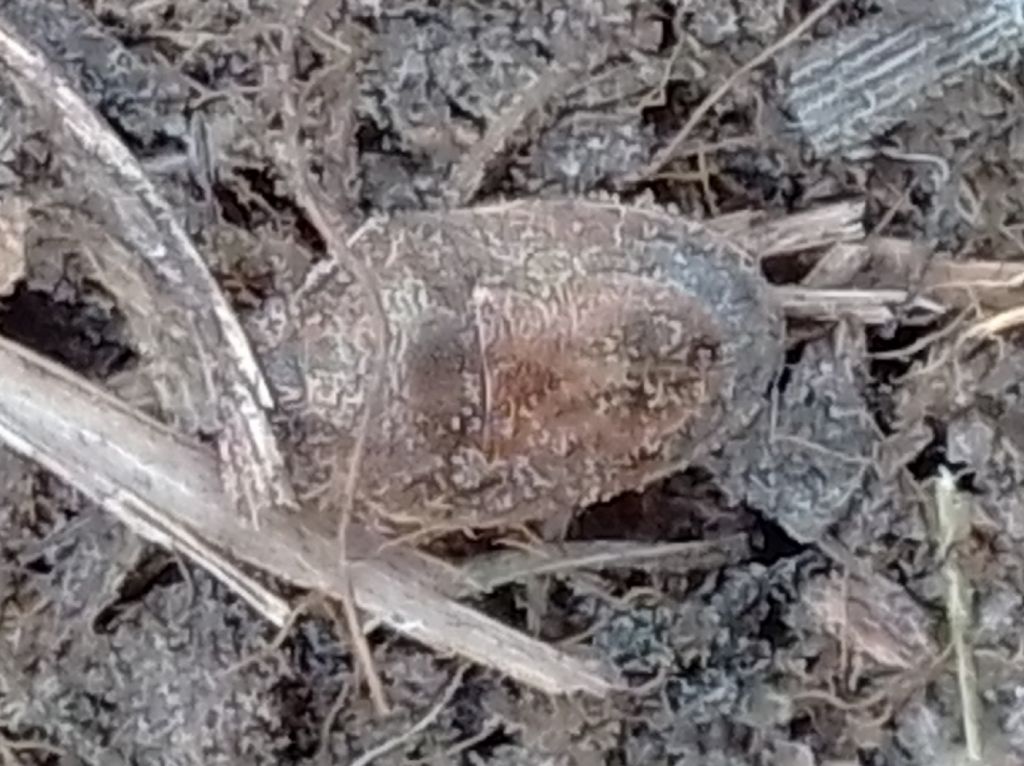 Podops (Podops) inunctus (Fabricius, 1775)
