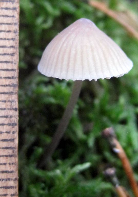 Mycena