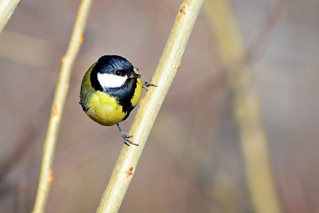 Parus major Linnaeus, 1758