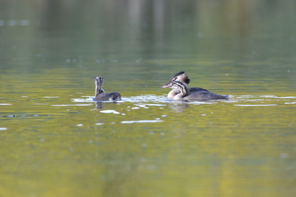 Podiceps cristatus (Linnaeus, 1758)