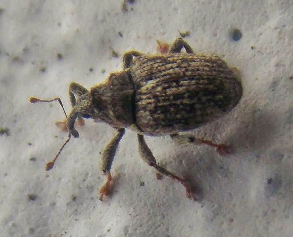 Ceutorhynchus pallidactylus Marsham, 1802