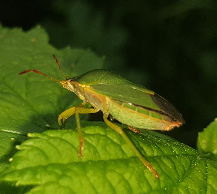 Palomena prasina (Linnaeus, 1761)