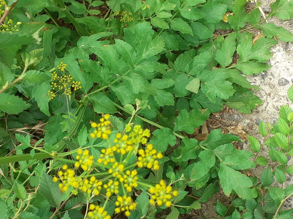 Pastinaca sativa L.