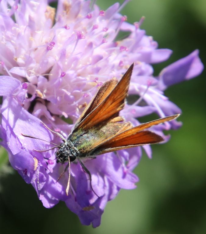 Thymelicus sylvestris (Poda von Neuhaus, 1761)