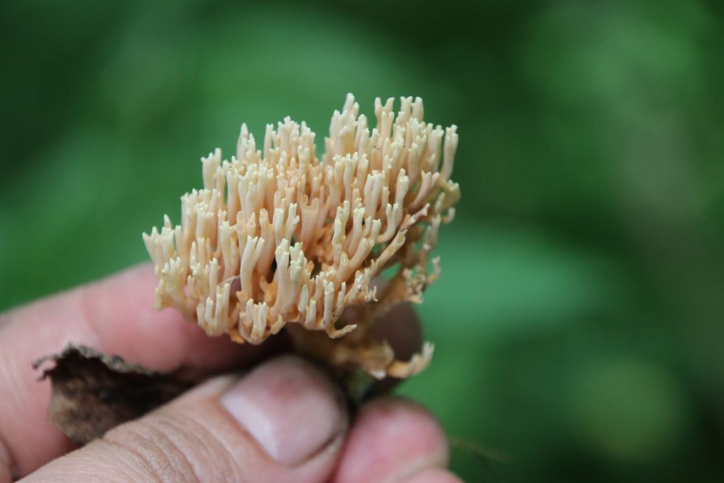 Ramaria