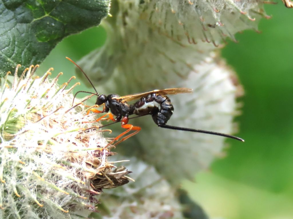 Parasitica