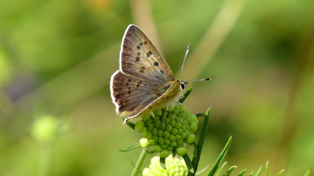 Lycaena tityrus (Poda von Neuhaus, 1761)