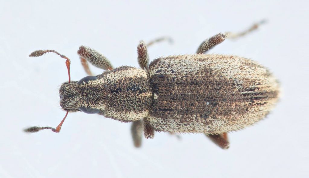 Sitona concavirostris Hochhuth, 1851