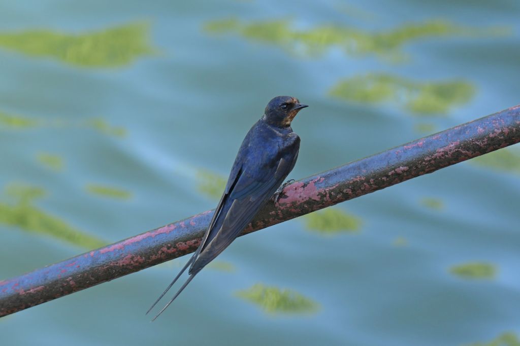 Hirundo rustica Linnaeus, 1758