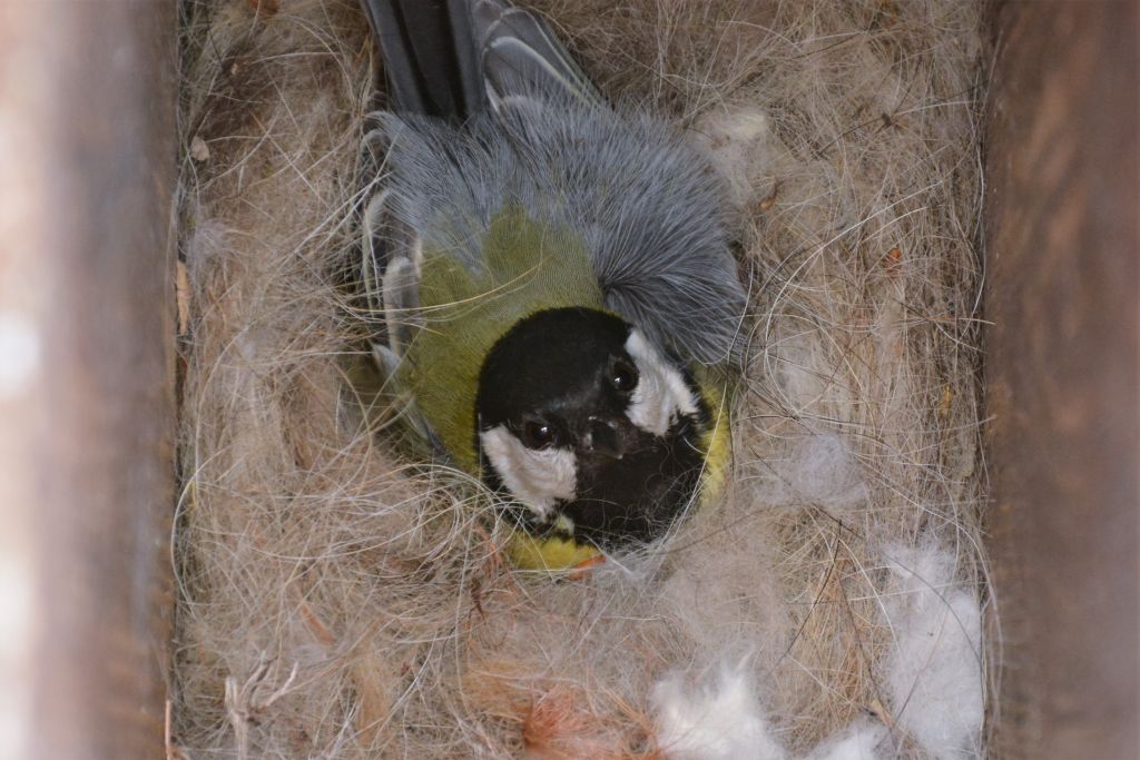 Parus major Linnaeus, 1758