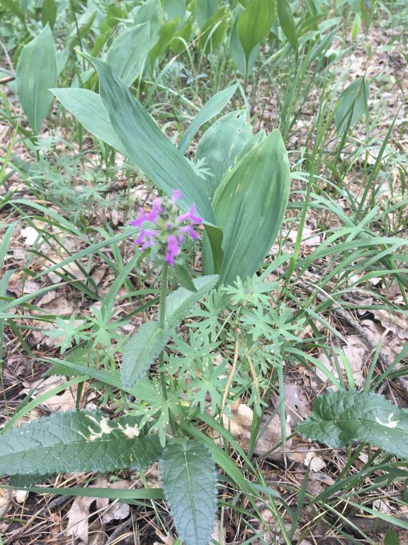 Betonica officinalis L.