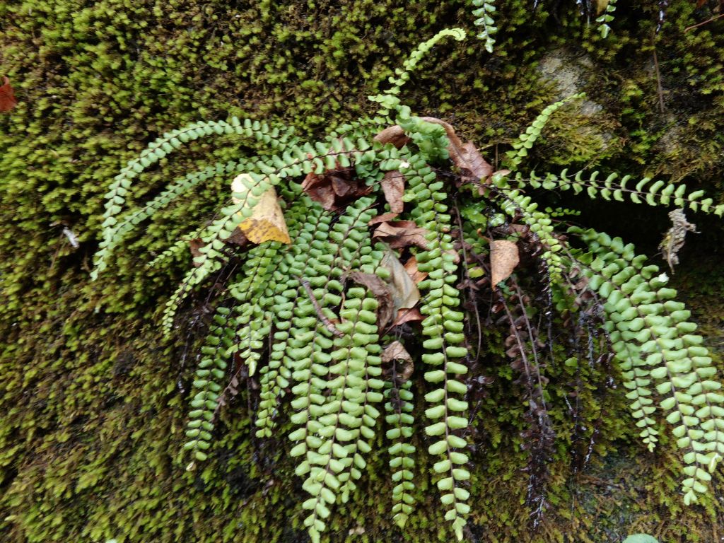 Asplenium trichomanes L.