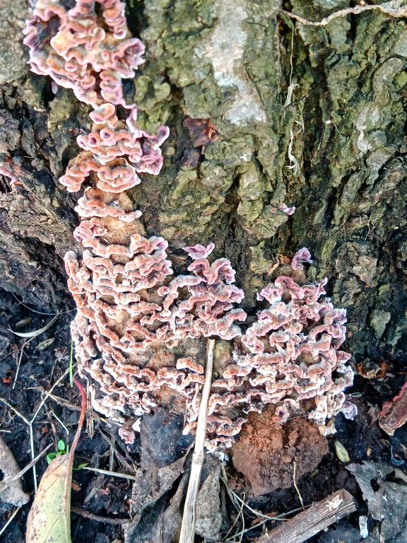 Chondrostereum purpureum (Pers.) Pouzar