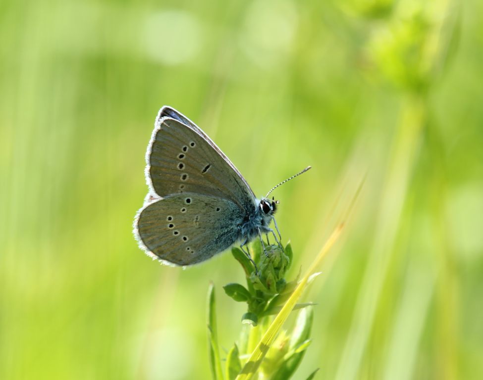 Cyaniris semiargus (Rottemburg, 1775)