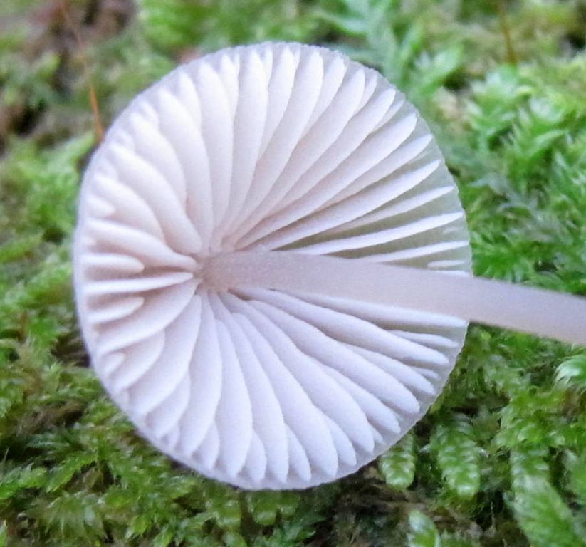 Mycena
