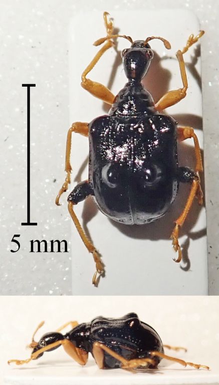 Phymatapoderus flavimanus (Motschulsky, 1860)