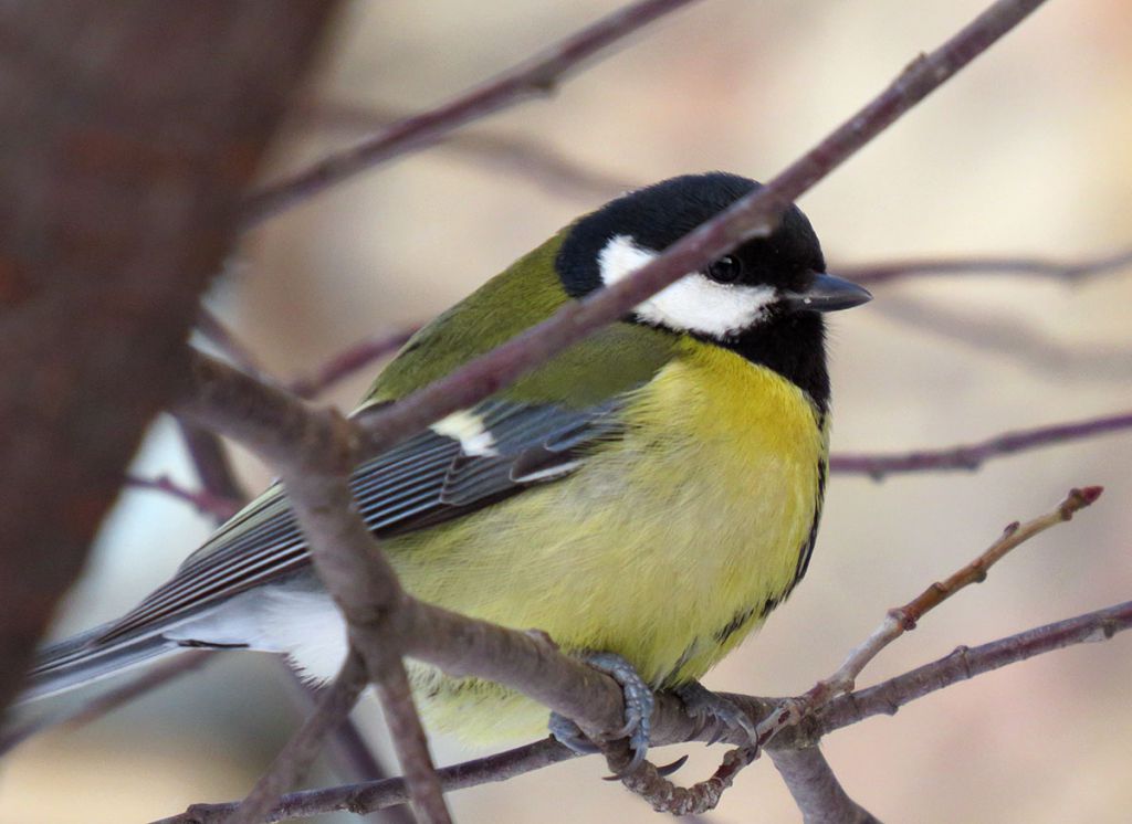 Parus major Linnaeus, 1758