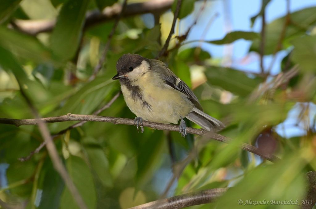 Parus major Linnaeus, 1758