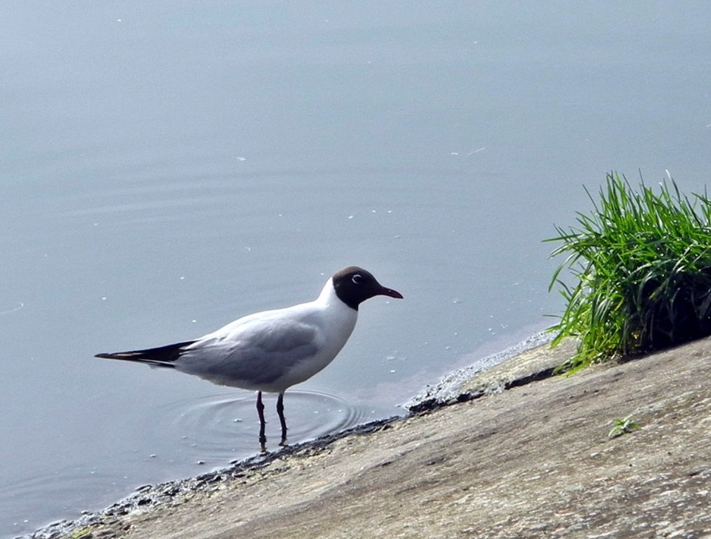 Chroicocephalus ridibundus (Linnaeus, 1766)