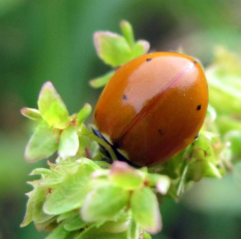 Coccinella septempunctata Linnaeus, 1758