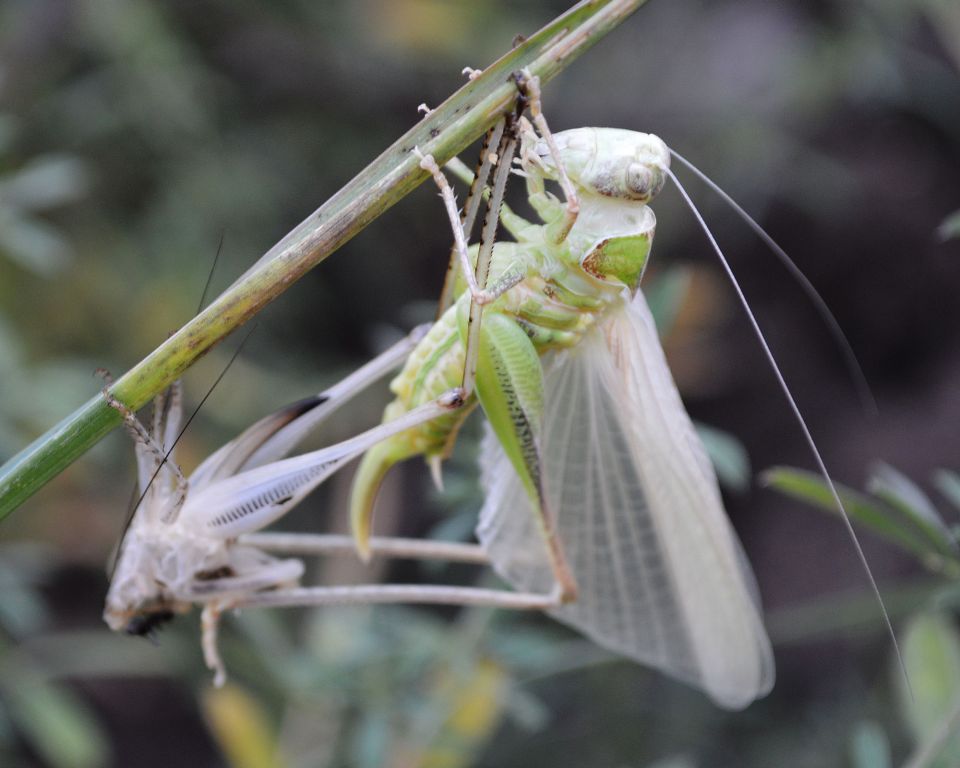 Tettigoniidae