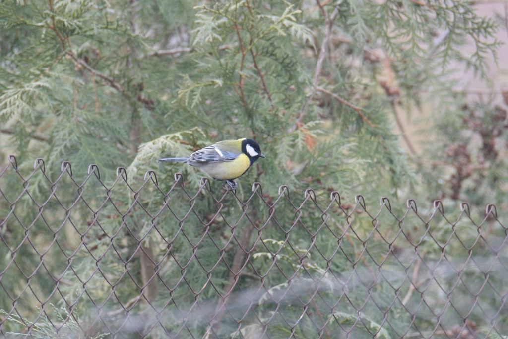 Parus major Linnaeus, 1758