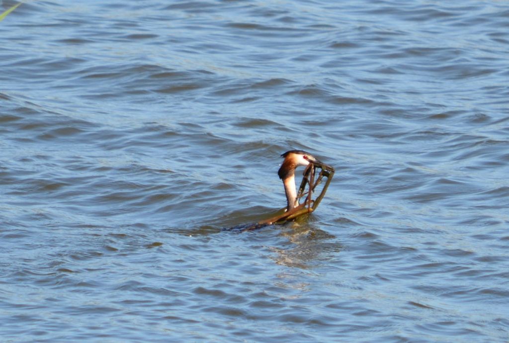 Podiceps cristatus (Linnaeus, 1758)