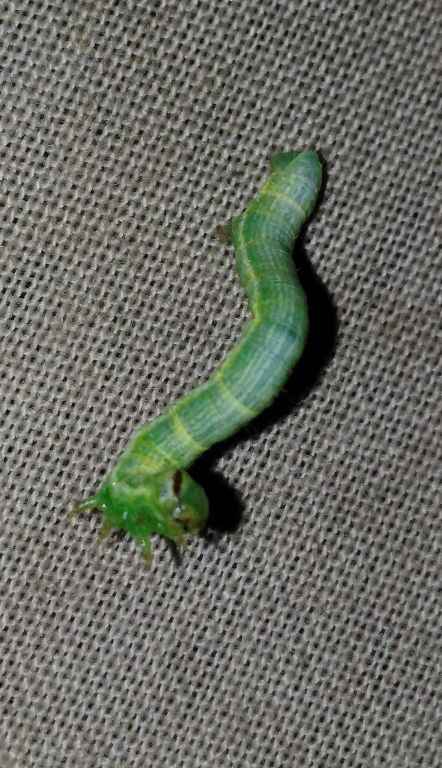 Geometridae