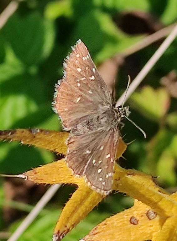 Pyrgus malvae (Linnaeus, 1758)