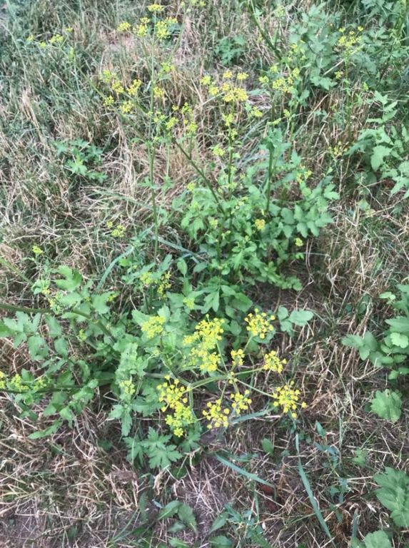 Pastinaca sativa L.