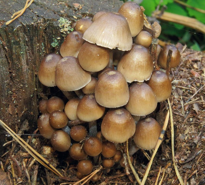 Mycena