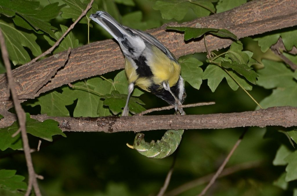 Parus major Linnaeus, 1758