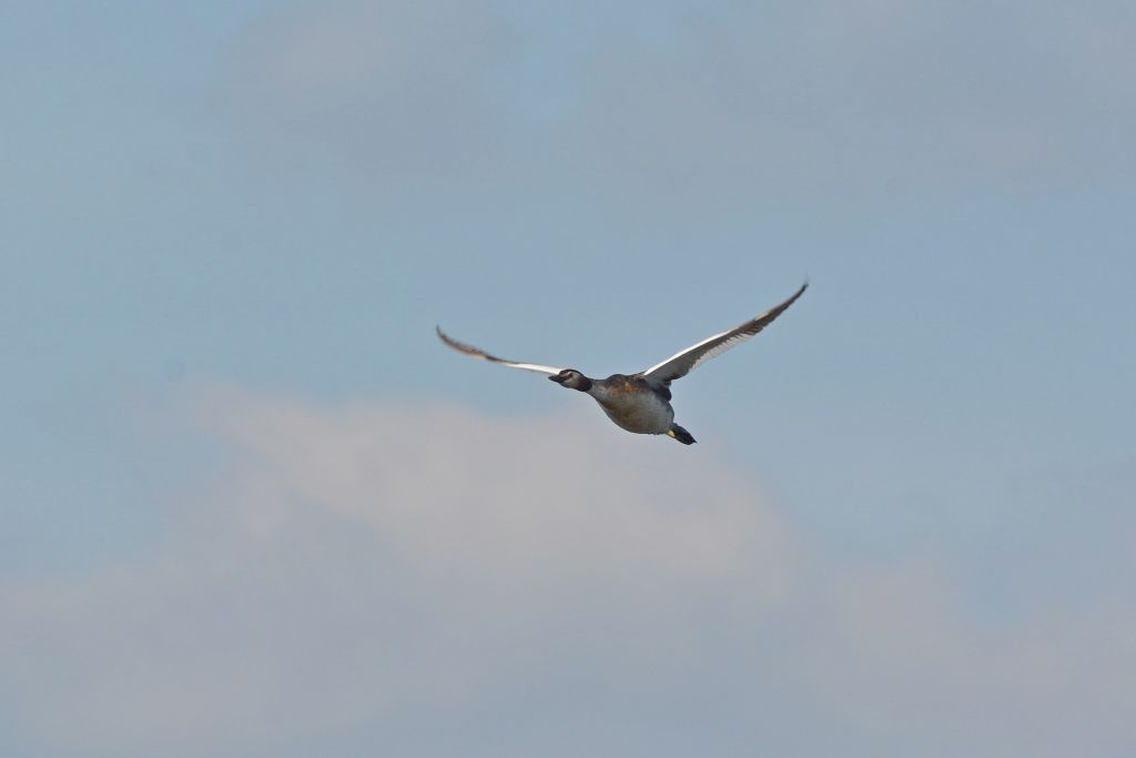 Podiceps cristatus (Linnaeus, 1758)
