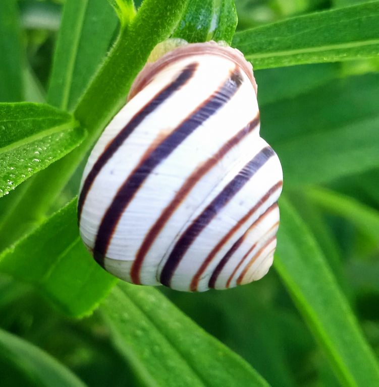 Caucasotachea vindobonensis (C.Pfeiffer, 1828)