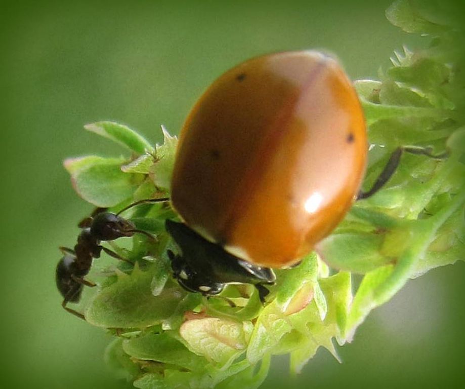 Coccinella septempunctata Linnaeus, 1758