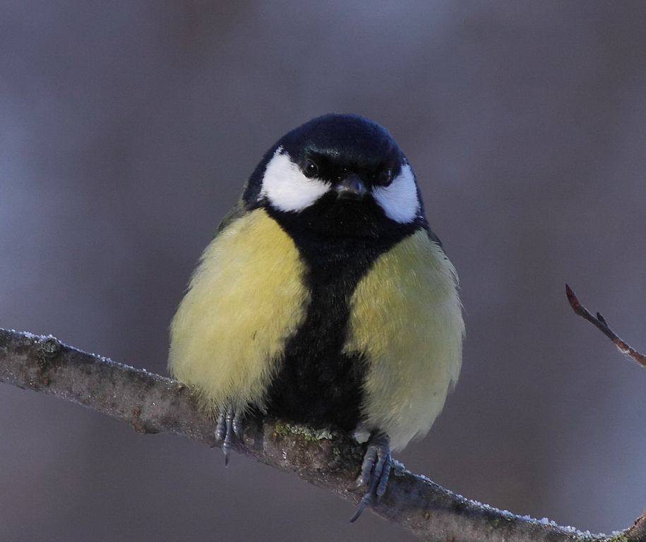 Parus major Linnaeus, 1758