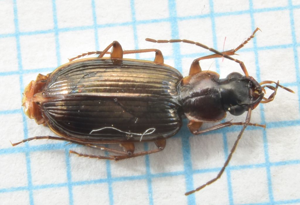 Badister (Baudia) peltatus (Panzer, 1797)
