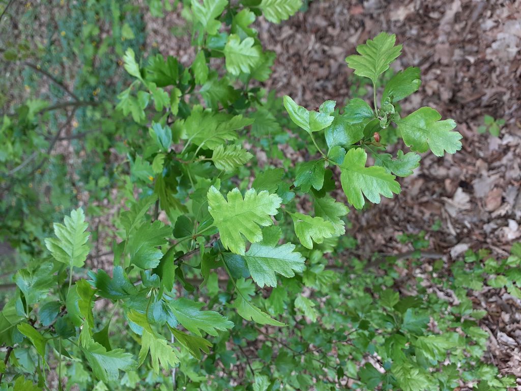 Crataegus monogyna Jacq.