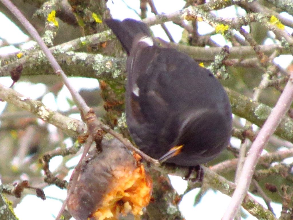 Turdus merula Linnaeus, 1758