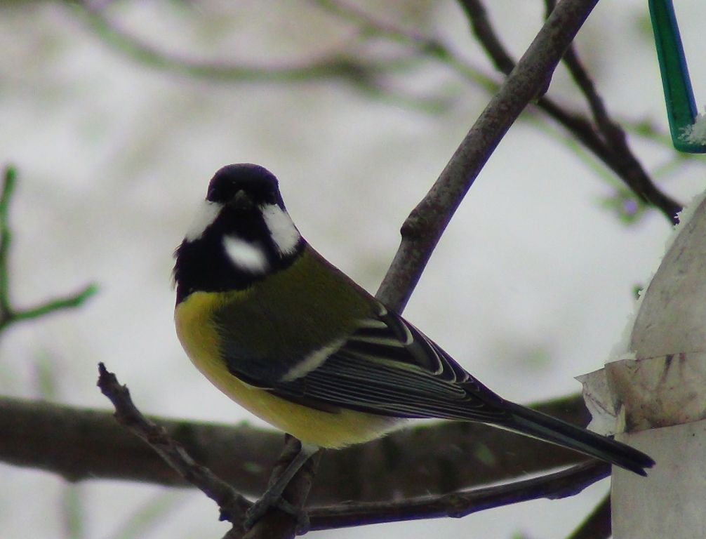 Parus major Linnaeus, 1758