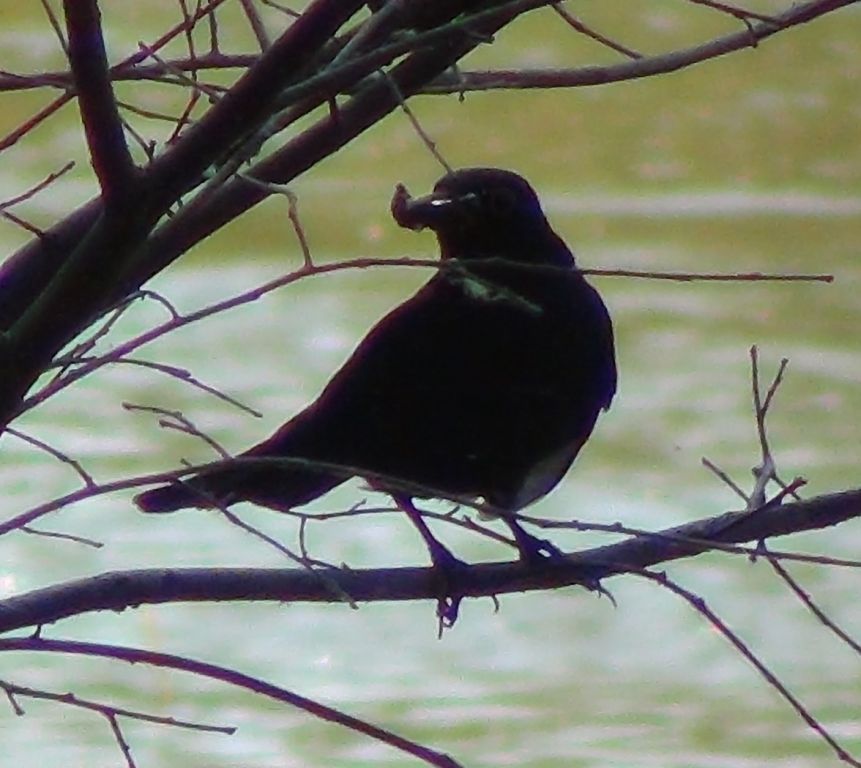 Turdus merula Linnaeus, 1758